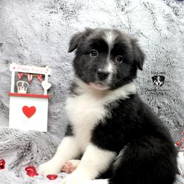 Angela - Black Australian Shepherd puppy in Honey Grove, Texas from Fox Creek