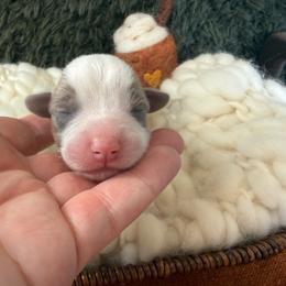Ash - Blue male Pembroke Welsh Corgi puppy in Paxton, Illinois from McGovern Family Corgis
