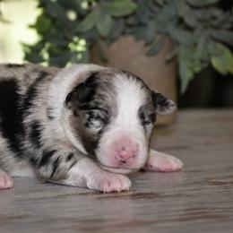 Ranger - Blue merle male Miniature Australian Shepherd puppy in Lowgap, North Carolina from Baileys Mini Aussies