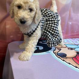 Georgette Frady - White female Poodle puppy in Mobile, Alabama from Semmy’s Standard Poodle LLC