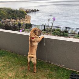 Chinese Shar-Pei from Setareh Chinese Shar Pei