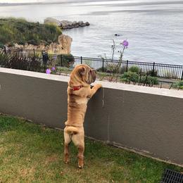 Chinese Shar-Pei from Setareh Chinese Shar Pei