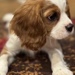 Cavalier King Charles Spaniel Puppies from DD’s Adorable Cavaliers
