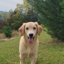 Elsa Australian Retriever - Yellow female Australian Shepherd puppy in Limestone, Tennessee from Pilot Hill Teddy Bear Puppies