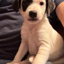 Girl 1 - Black and white female Jack Russell Terrier puppy in Centerville, Pennsylvania from Rose Haven Farm