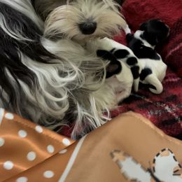 Biewer Terrier and Yorkshire Terrier Puppies from York Town California