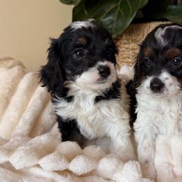 Blanche - Black and white female Cavapoo puppy in Redding, California from O’Hara  Doodles