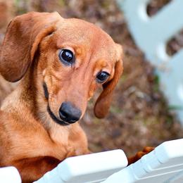 Abbie - Dachshund