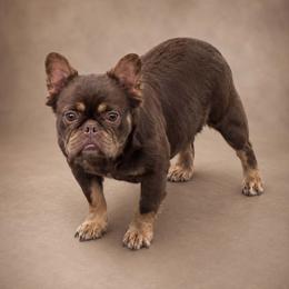 Mocha - French Bulldog