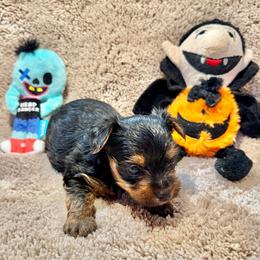 Arlo - Black and tan male Yorkshire Terrier puppy in Paris, Tennessee from Nolan’s Yorkie Farm
