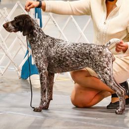 Sage - German Shorthaired Pointer