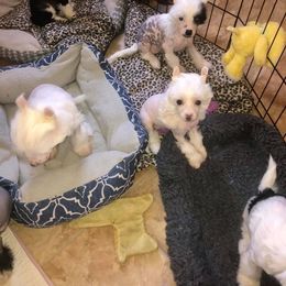 Chinese Crested Puppies from Ciao Bella Chinese Cresteds