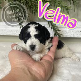 Velma - Black and white female Cockapoo puppy in Anniston, Alabama from Mason Farmhouse Poodles, Doodles & Poos (Breeding & Stud Services)