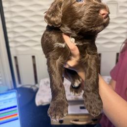 Maverick - Purple Collar - Brown and white male Portuguese Water Dog puppy in Colorado Springs, Colorado from Melissa's Portuguese Water Dogs