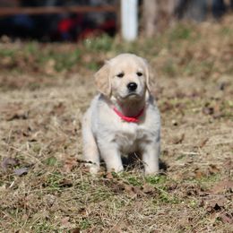 Golden Retriever Puppies from Golden Barnes Kennel