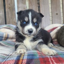 Miniature Australian Shepherds and Siberian Huskies from MightyTiny Kennel