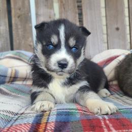 Miniature Australian Shepherds and Siberian Huskies from MightyTiny Kennel