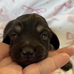 Ember - Black and cream female Dachshund puppy in Griffin, Georgia from Always Trippin' Doxie Life