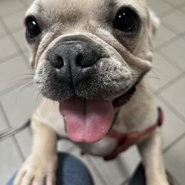 Lilly - French Bulldog