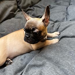 Light Blue - Brindle and white male French Bulldog puppy in Anaheim, California from Brightest Days Ahead