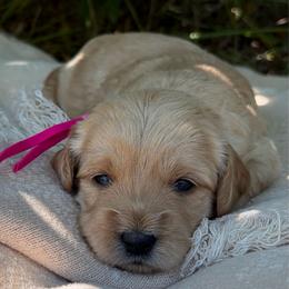 Brees - Red  female Goldendoodle puppy in Zeeland, Michigan from Dandelion Lane Doodles