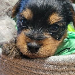 Yorkshire Terrier Puppies from Diana Wulff