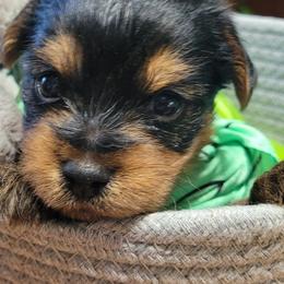 Yorkshire Terrier Puppies from Diana Wulff