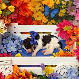 Blue - Brown male Poodle puppy in Houma, Louisiana from Smart Azz Poodles