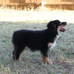 Mags - Miniature Australian Shepherd