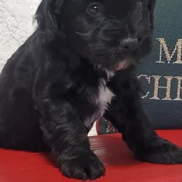 Aussiedoodles and Poodles from Simply Grace Farms