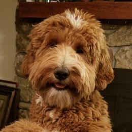 Murphy - Goldendoodle