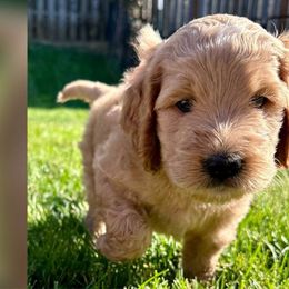 Bandit - Red  Goldendoodle puppy in Salem, Oregon from Capital Doodles