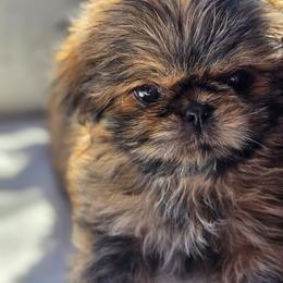 Cruz - Brindle female Shih Tzu puppy in Jenks, Oklahoma from Noble Shih Tzu