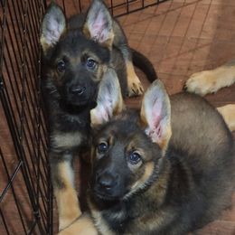 German Shepherd Puppies from Persevere Kennels