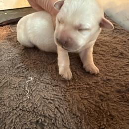 Boy 5 - Yellow male Labrador Retriever puppy in Isanti, Minnesota from Four Corners Family Labs