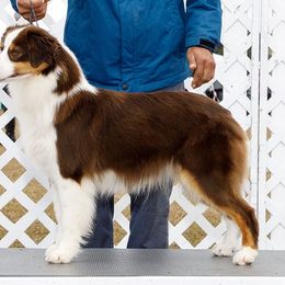 Scylla - Miniature American Shepherd