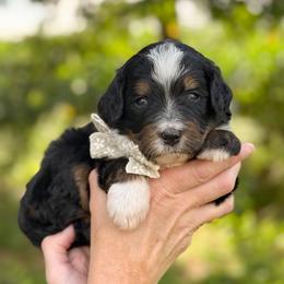 Kie - Tri-color female Bernedoodle puppy in Bellville, Ohio from Bernedoodle Buddies