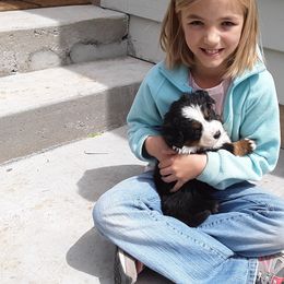 Bernese Mountain Dog Puppies from Bernese Mountain Railway