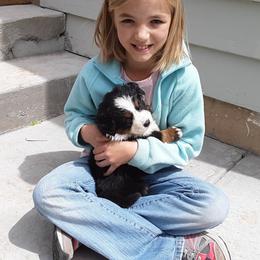 Bernese Mountain Dog Puppies from Bernese Mountain Railway