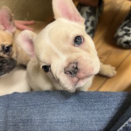 French Bulldog Puppies from Pk Frenchies