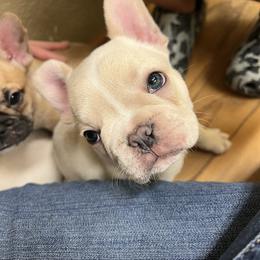 French Bulldog Puppies from Pk Frenchies
