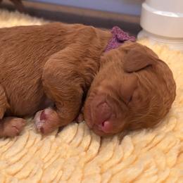 Purple - Red  female Goldendoodle puppy in Guntersville, Alabama from Carefree Goldendoodles