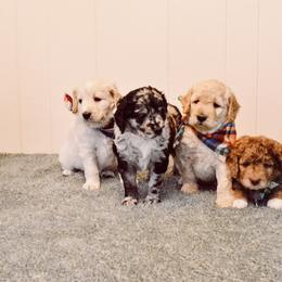 Goldendoodle Puppies from Tuxedo Mountain Doodles