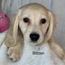 Blitzen - Cream male Dachshund puppy in Saint Petersburg, Florida from Sunshine Doxie Ranch