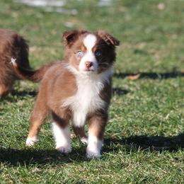 Altoc - Red tri-color female Miniature American Shepherd puppy in Tiskilwa, Illinois from First Harmony Farms