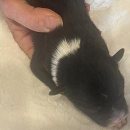 Valerie - Black tri female Miniature Australian Shepherd puppy in Godley, Texas from Nana and Paws Aussies