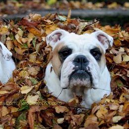 Bulldogs from Sittingbullies