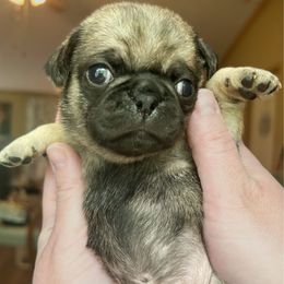 Mr. Gray - Fawn Pug puppy in Morgantown, West Virginia from Groovy Pugs
