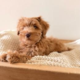Female 1 - Red  female Goldendoodle puppy in Modesto, California from Central Valley Canine Companions