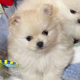 Holly - White female Pomeranian puppy in Titus, Alabama from Harmony Pomeranians